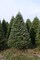Real Christmas Trees Delivered 7 Foot Premium Balsam-Fraser Fir Hybrid